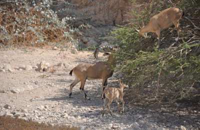 Nieoczekiwane spotkanie