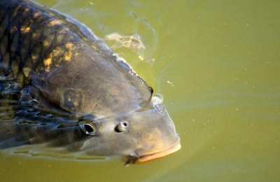 Nieśmiertelny karp