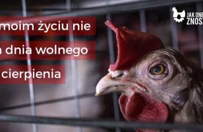 Prawo do szczęścia  albo do nie cierpienia