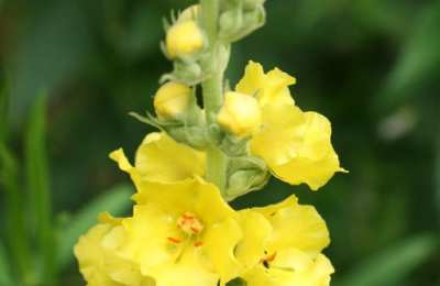 Dziewanna wielkokwiatowa