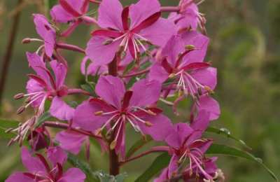 Paluszki Matki Bożej