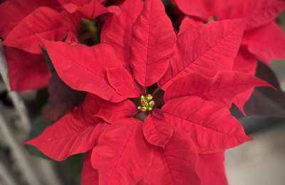 Kwiat Świętej Nocy