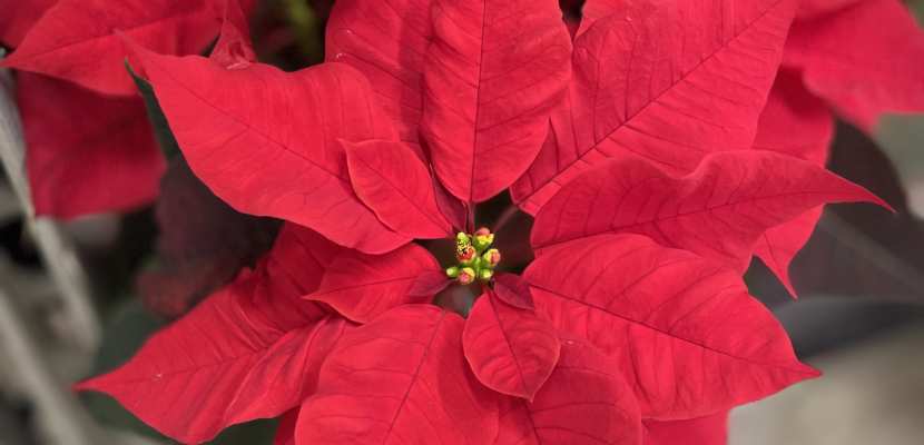 Kwiat Świętej Nocy