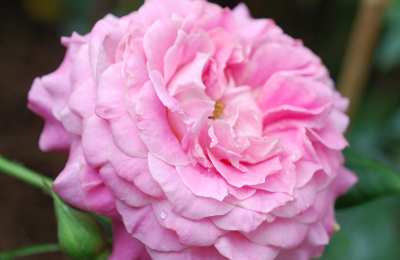 Róża św. Elżbiety