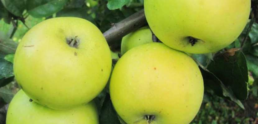 Św. Błażej i jabłoń