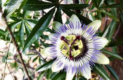 Kwiat Męki Pańskiej