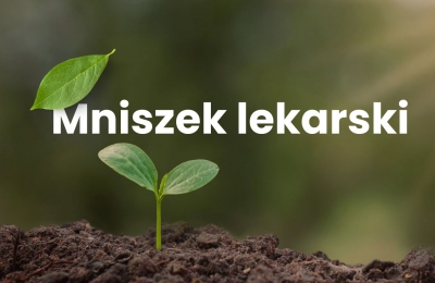 Mniszek lekarski
